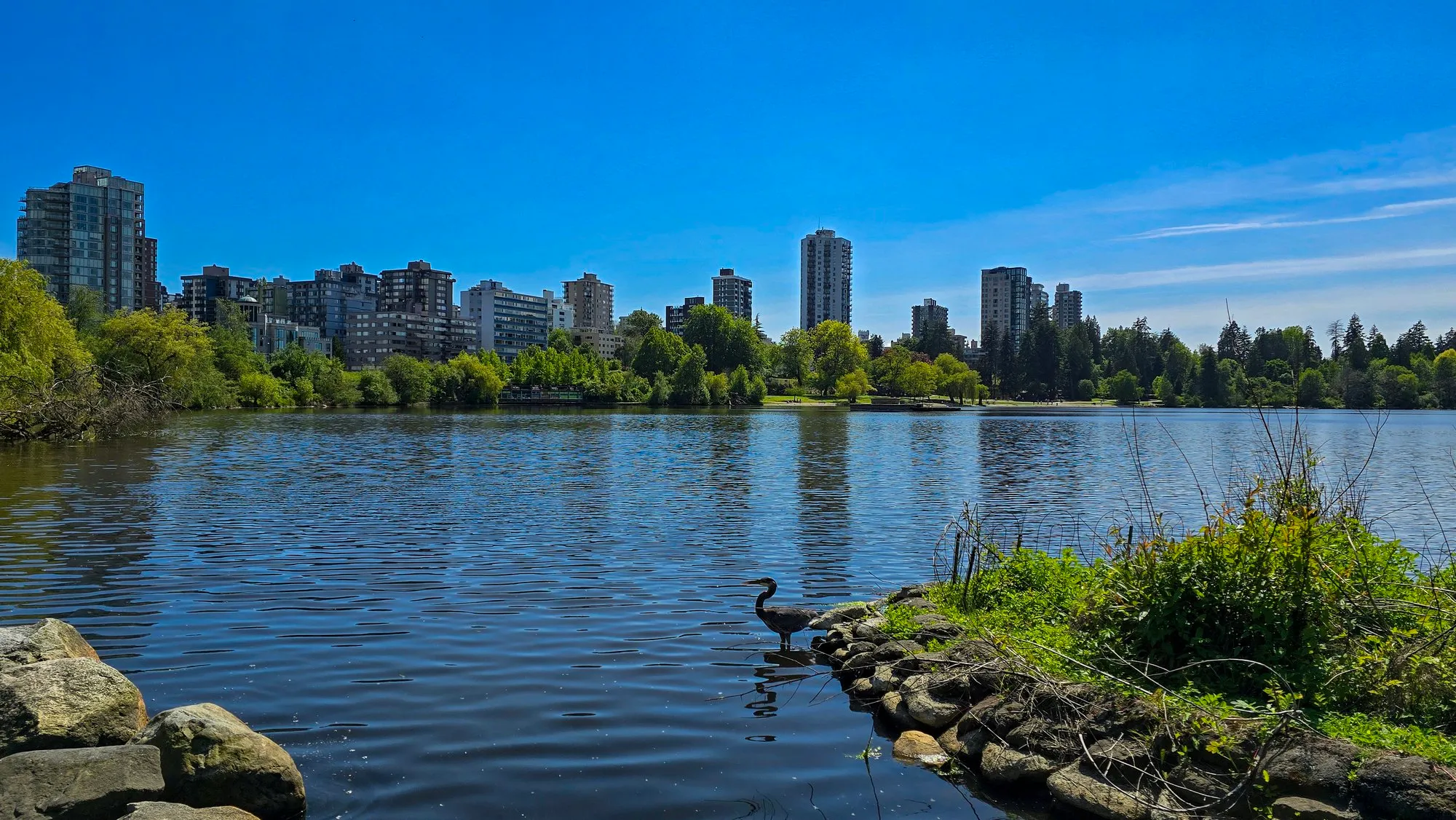 A heron on an islet in Lost Lagoon with the West End towers behind