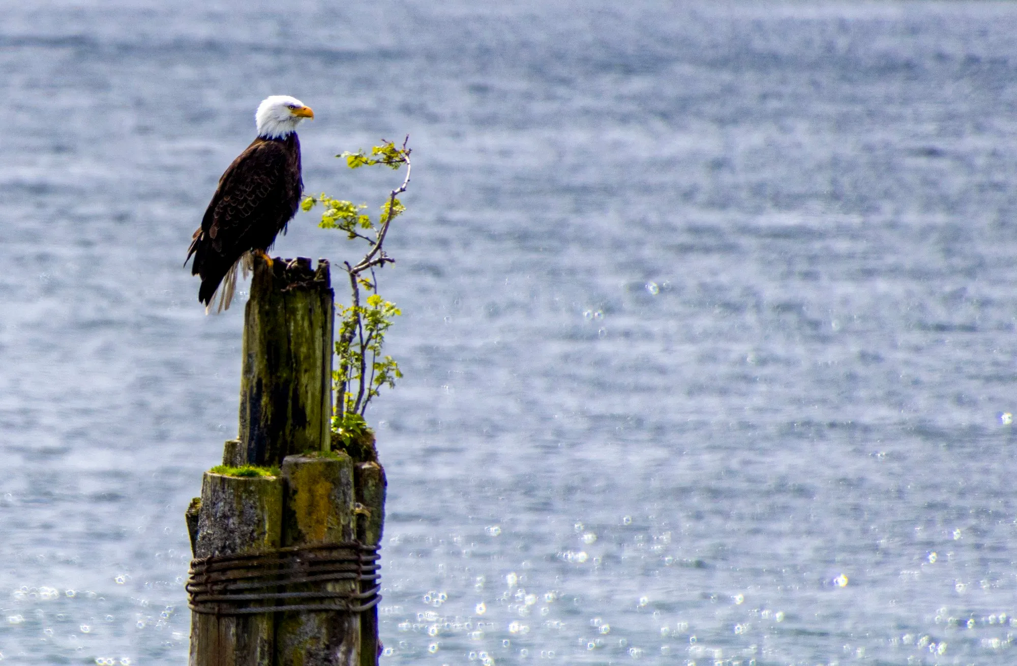 A bald eagle on a piling in Sitka harbor, with the lens at 400 mm
