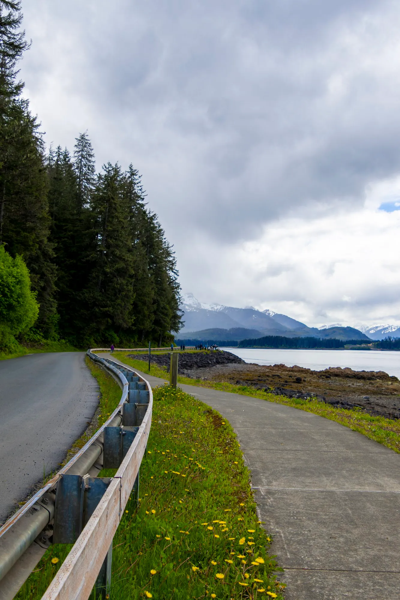 The road to Hoonah along the shore, spruce on one side and the bay on the other