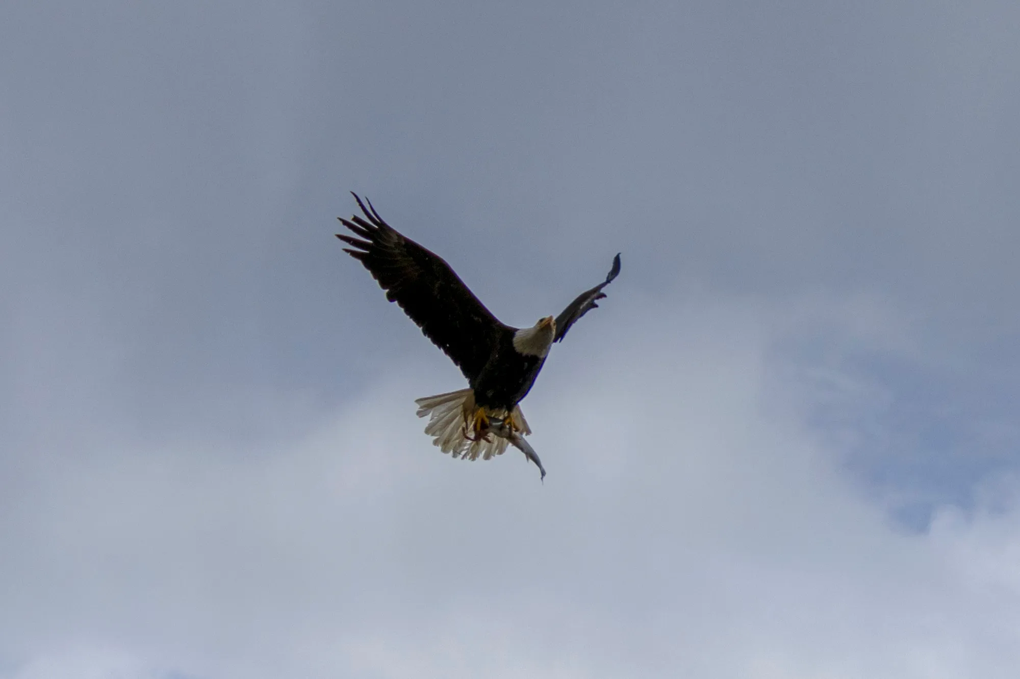 A bald eagle in flight over Icy Strait