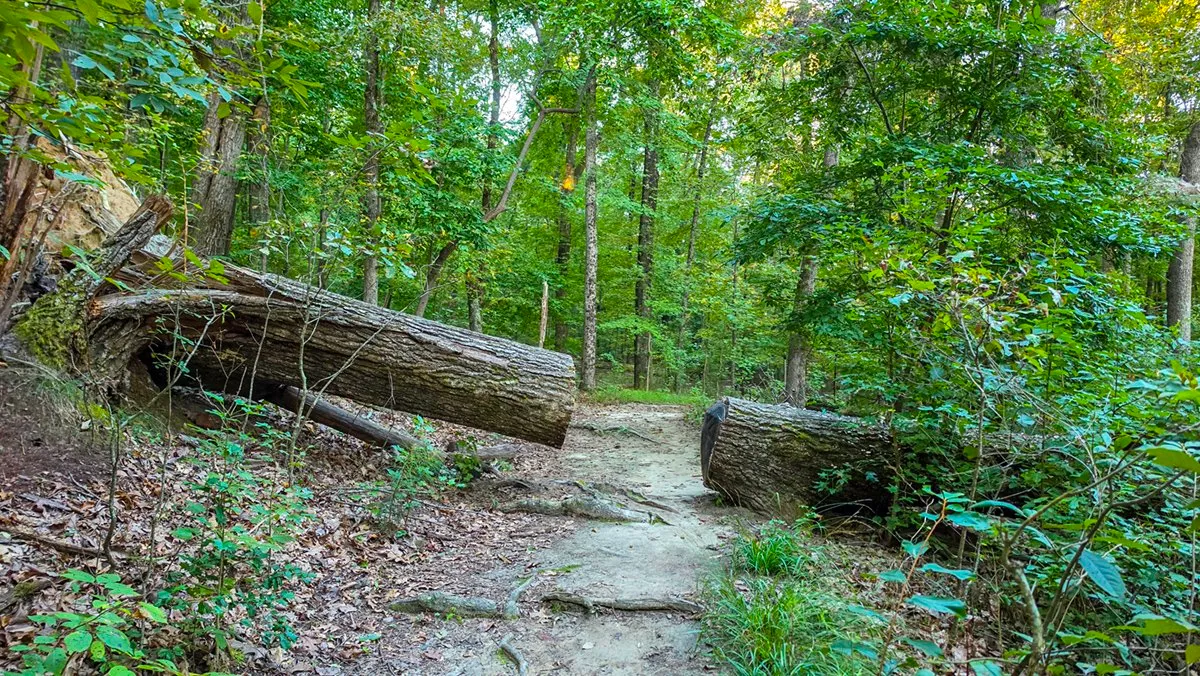 A dirt trail through green woods, where a fallen tree trunk has been sawn through on both sides of the path