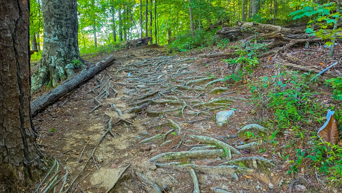 A trail crossed by a mass of exposed tree roots, with a fallen log alongside