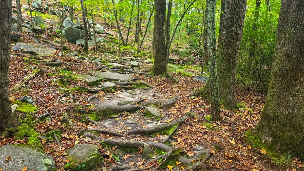 A trail of tangled roots and flat stones climbing through a mossy forest