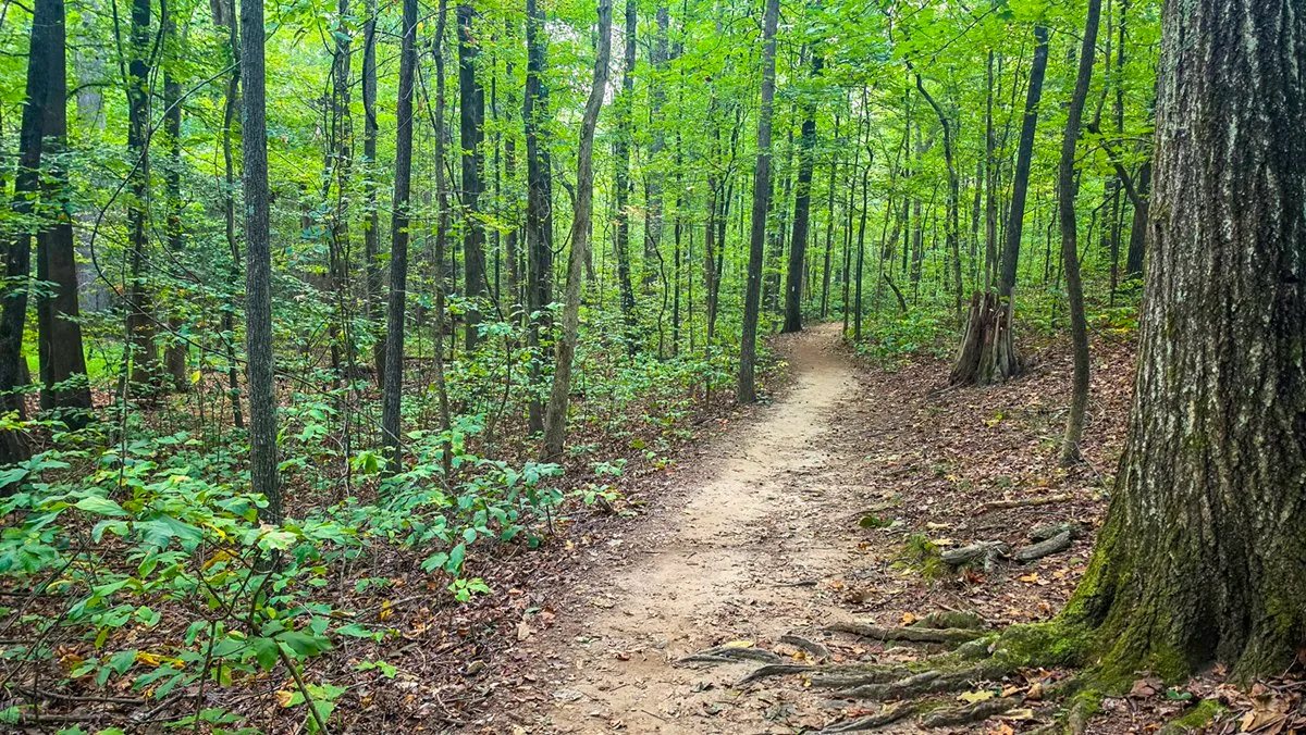 A smooth dirt path running straight through tall, leafy green woods