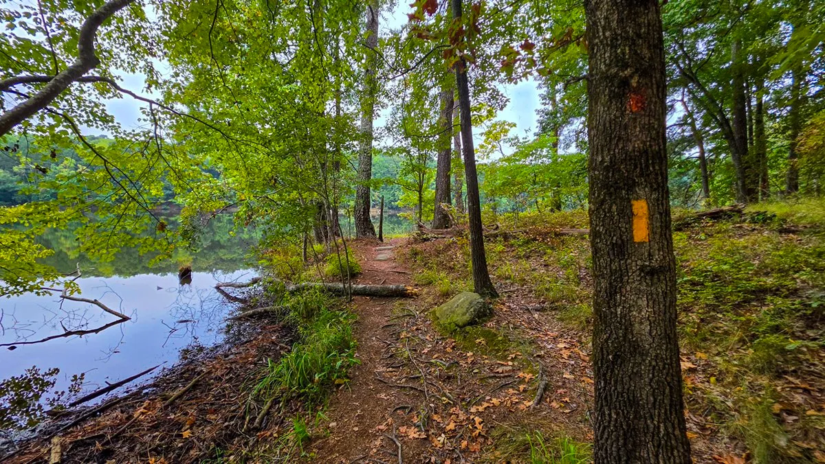 A painted connector blaze on a tree where the path runs along the water's edge