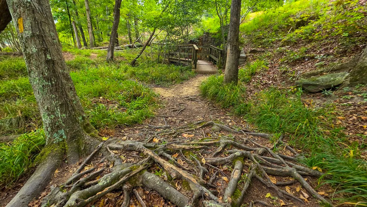 A tangle of roots across the path, leading to a small wooden footbridge in the woods