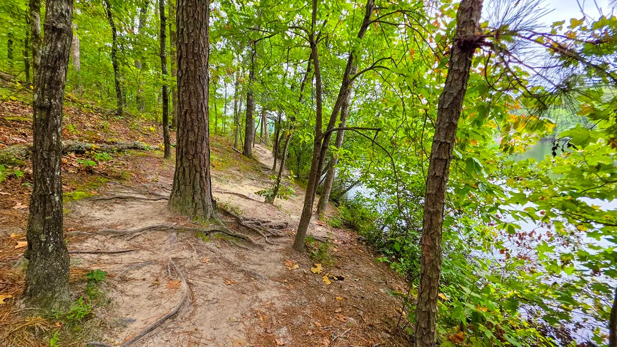 Roots across the shore path between two trees, the lake showing through the leaves
