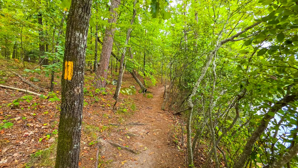 A yellow blaze painted on a tree beside the narrow shore path, the lake through the trees