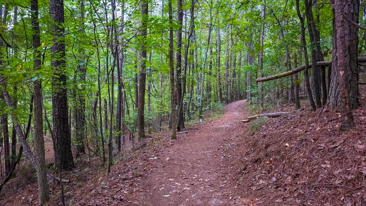 A wide dirt trail through tall pines and hardwoods