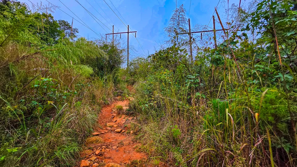 A narrow red dirt path through tall grass and brush under power lines