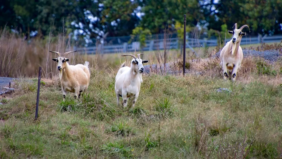 Three white goats standing in tall grass behind a wire fence on the dam