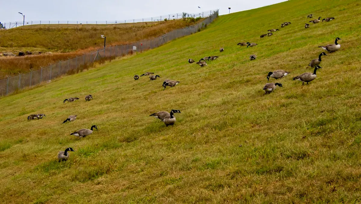 A flock of Canada geese grazing on the steep grassy face of the dam below a fence