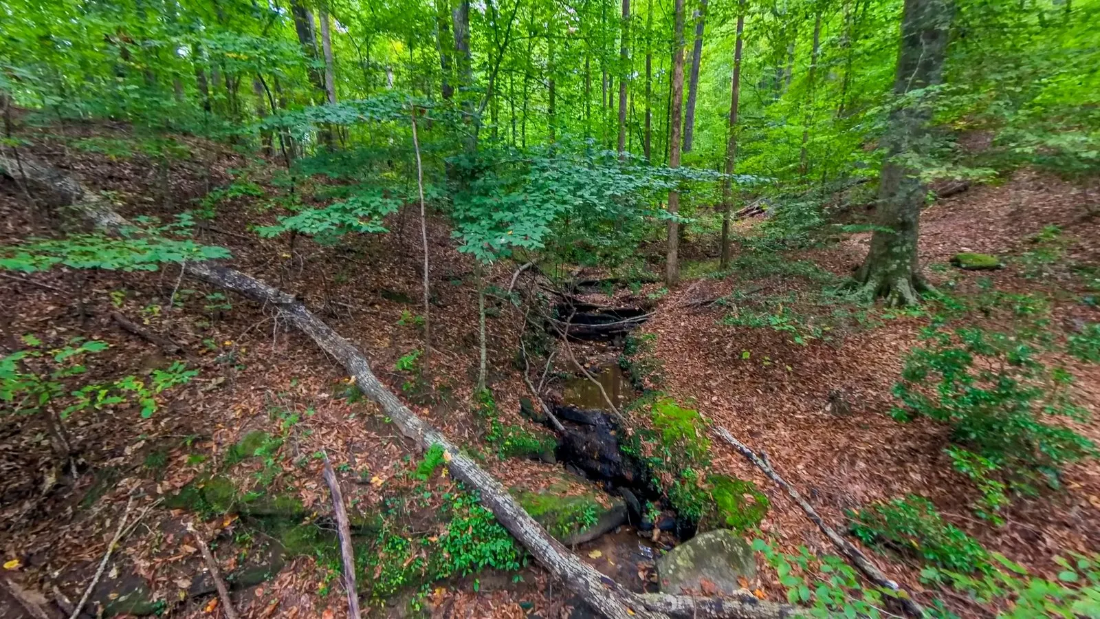 A 360 photograph from a wooden footbridge over a rocky stream in the woods, the trail going on at both ends under tall green trees
