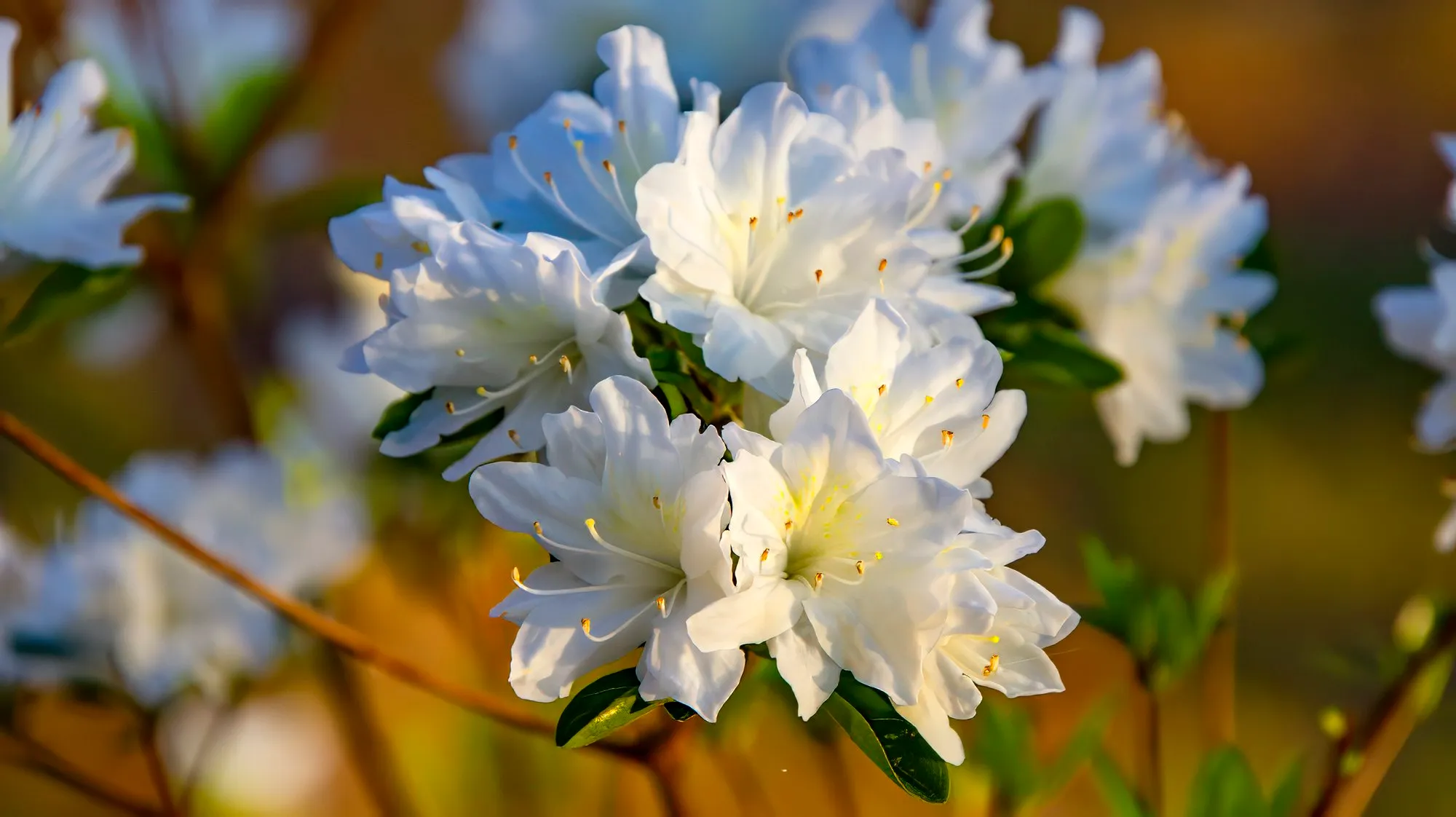 A cluster of white azalea flowers in low morning sun, the funnel-shaped blooms crowded together with their stamens curving out, small dark leaves behind them, Cherokee Trail, Stone Mountain, March 30, 2024