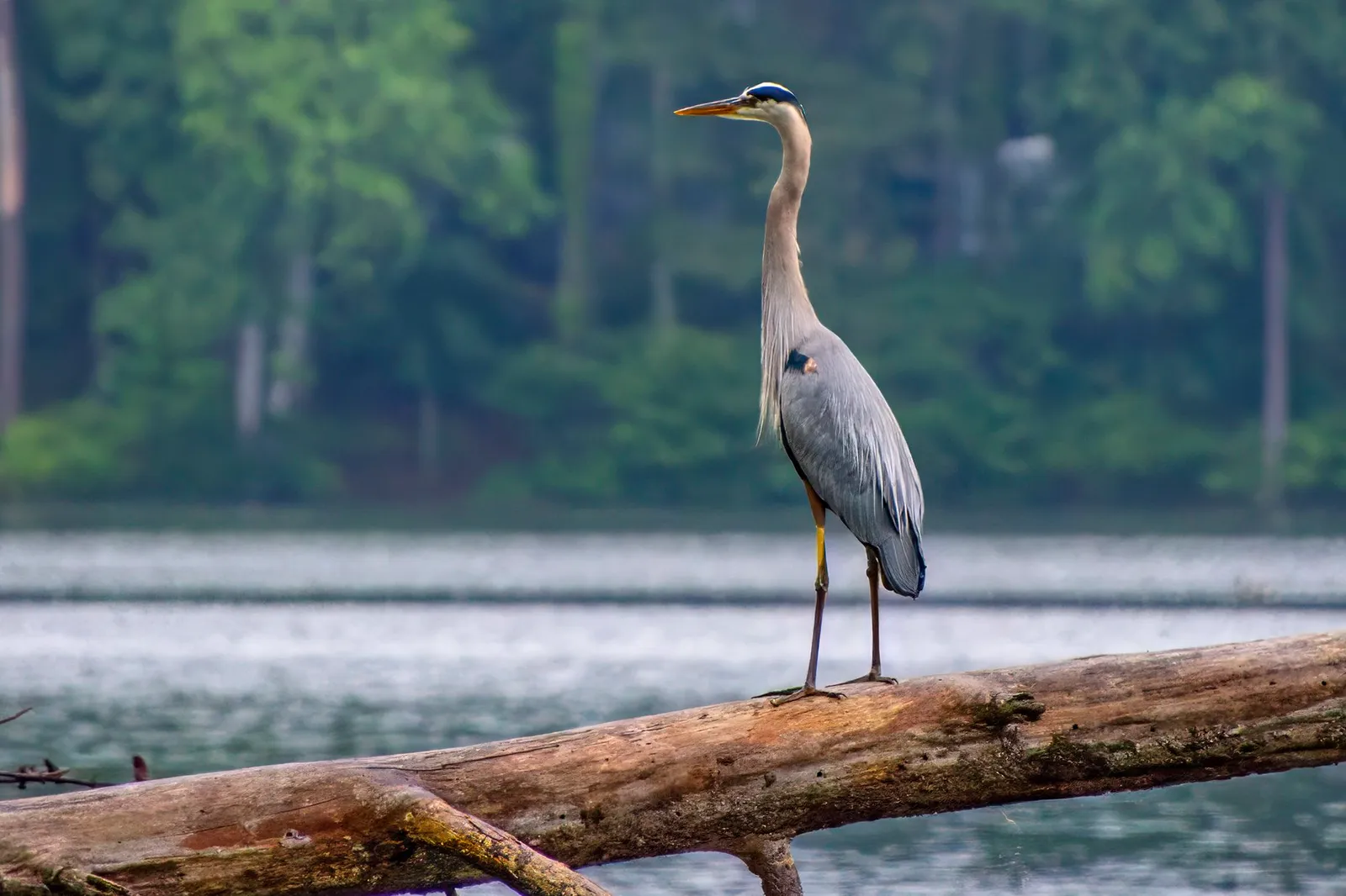 A great blue heron standing tall on a fallen log over the lake, its neck drawn up and its plumes hanging, the far shore green behind it, May 19, 2024