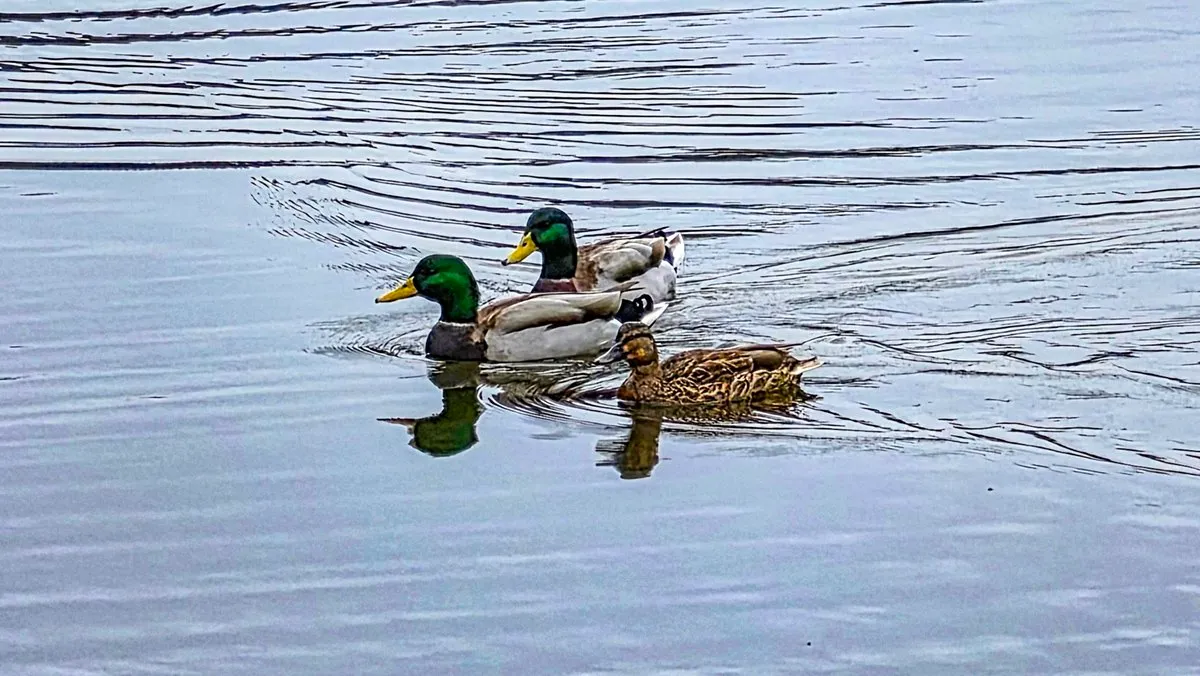 Two mallard drakes with green heads and yellow bills and a brown hen swimming in a line on gray rippled water, their reflections under them