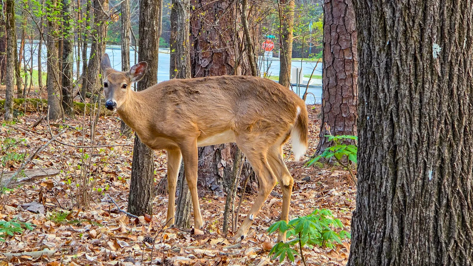 A white-tailed deer in its gray winter coat between trunks beside the trail, a stop sign and the road behind it