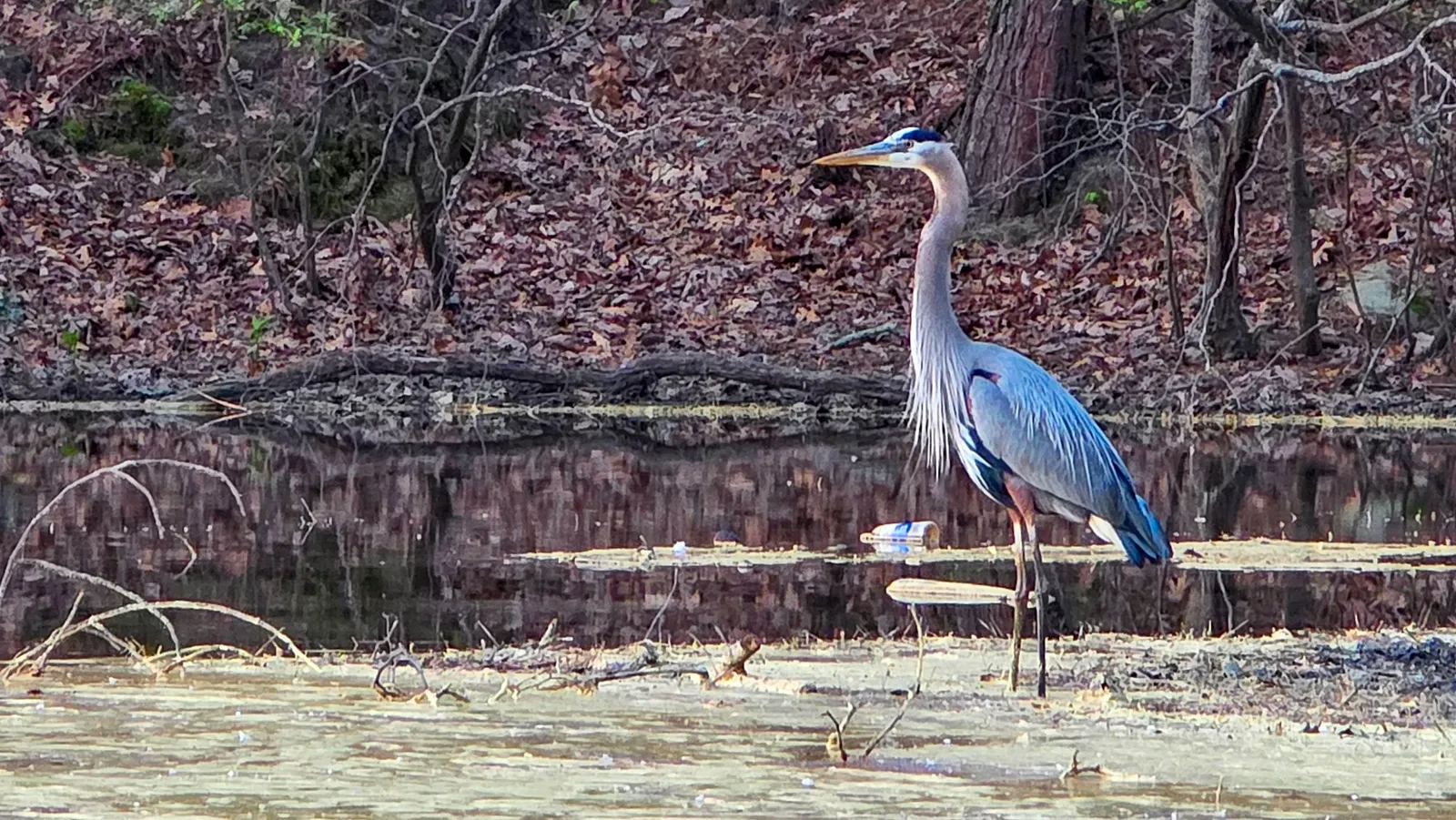 A great blue heron standing on a fallen branch at the muddy edge of the lake, its neck feathers ruffled, the leaf litter of the bank behind it