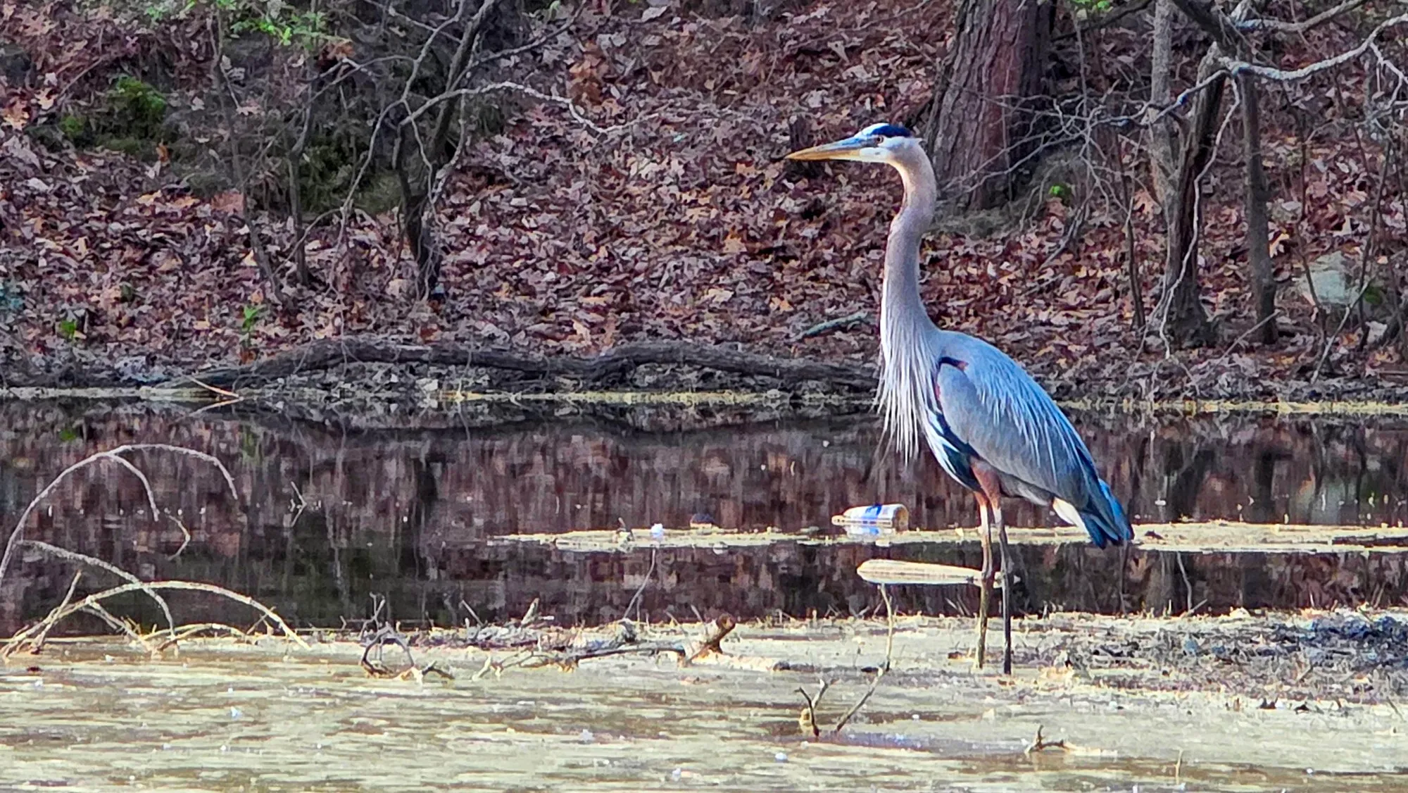 A great blue heron standing on a fallen branch at the muddy edge of the lake, its neck feathers ruffled, the leaf litter of the bank behind it