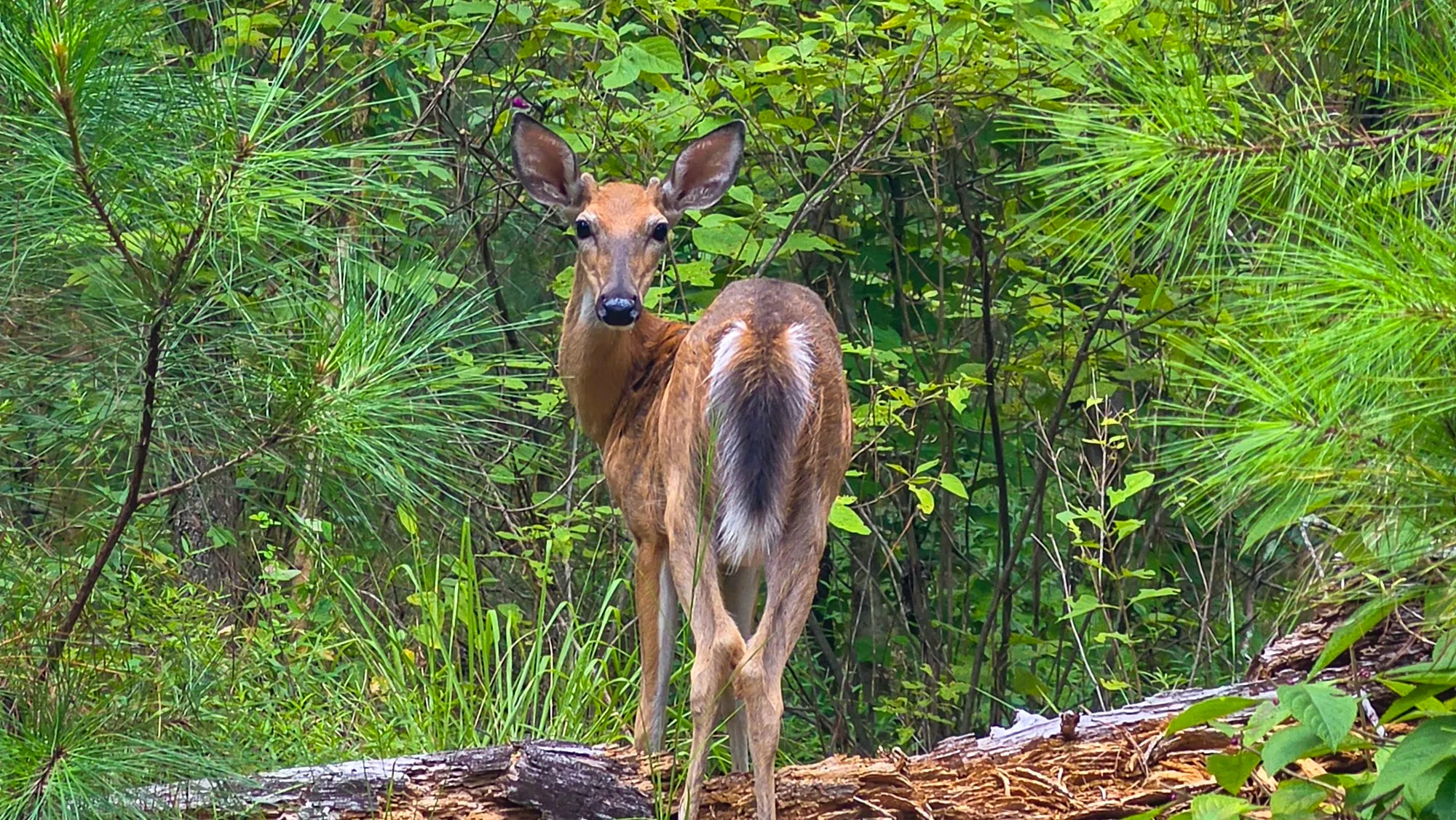 A white-tailed deer looking back over its shoulder from a fallen log, its tail raised and white underneath, pines and undergrowth behind, Cherokee Trail, Stone Mountain, August 22, 2026