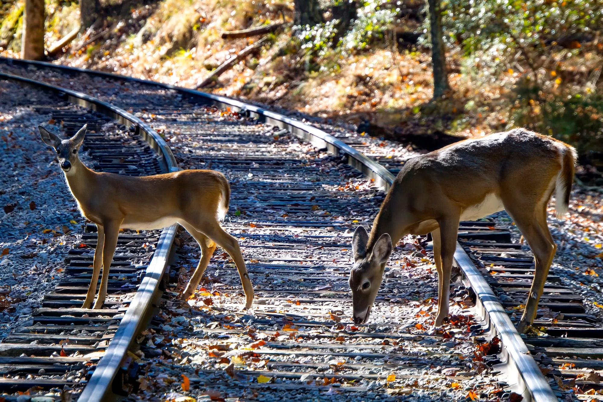 A white-tailed doe grazing on the railroad tracks among fallen leaves while a smaller fawn in its gray coat stands across the rails and looks at the camera