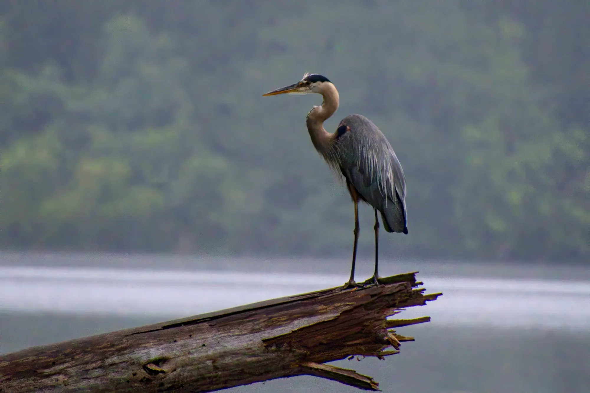 A great blue heron standing on the broken end of a log over the lake in the mist, the far shore soft and green behind it