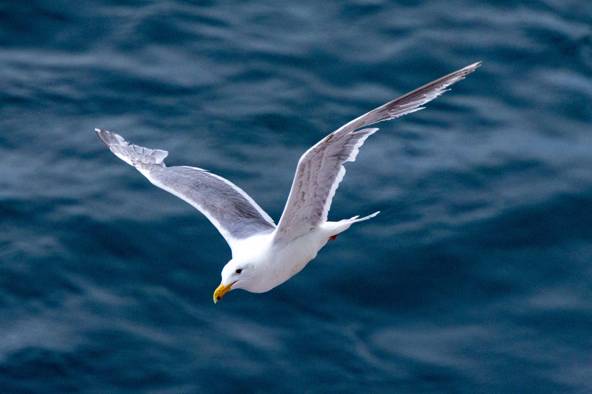 A gull off the stern in the Strait of Juan de Fuca, with the lens at 177 mm