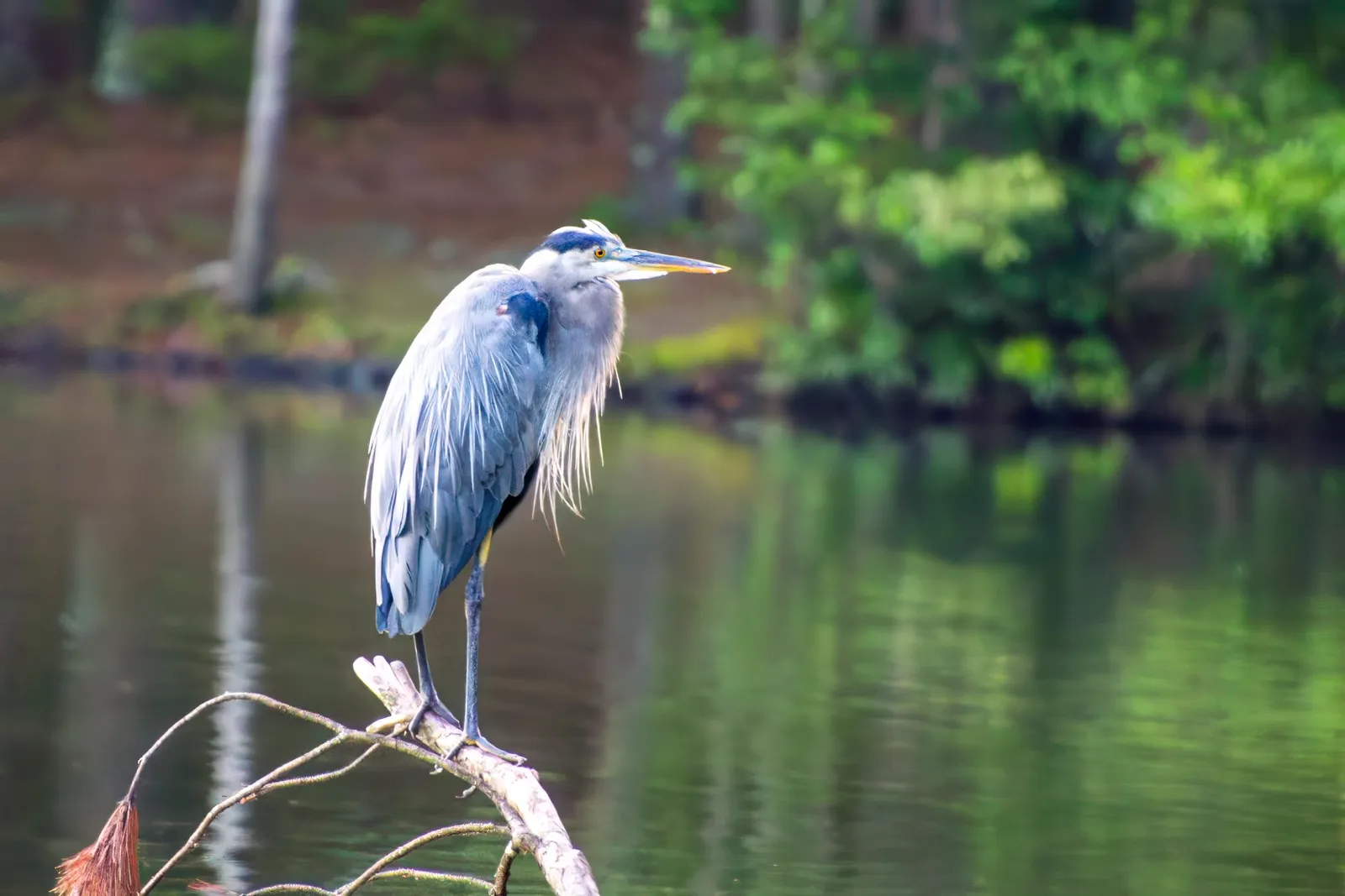 A great blue heron perched on a bare branch over the lake, its plumes hanging and its bill pointed along the shore
