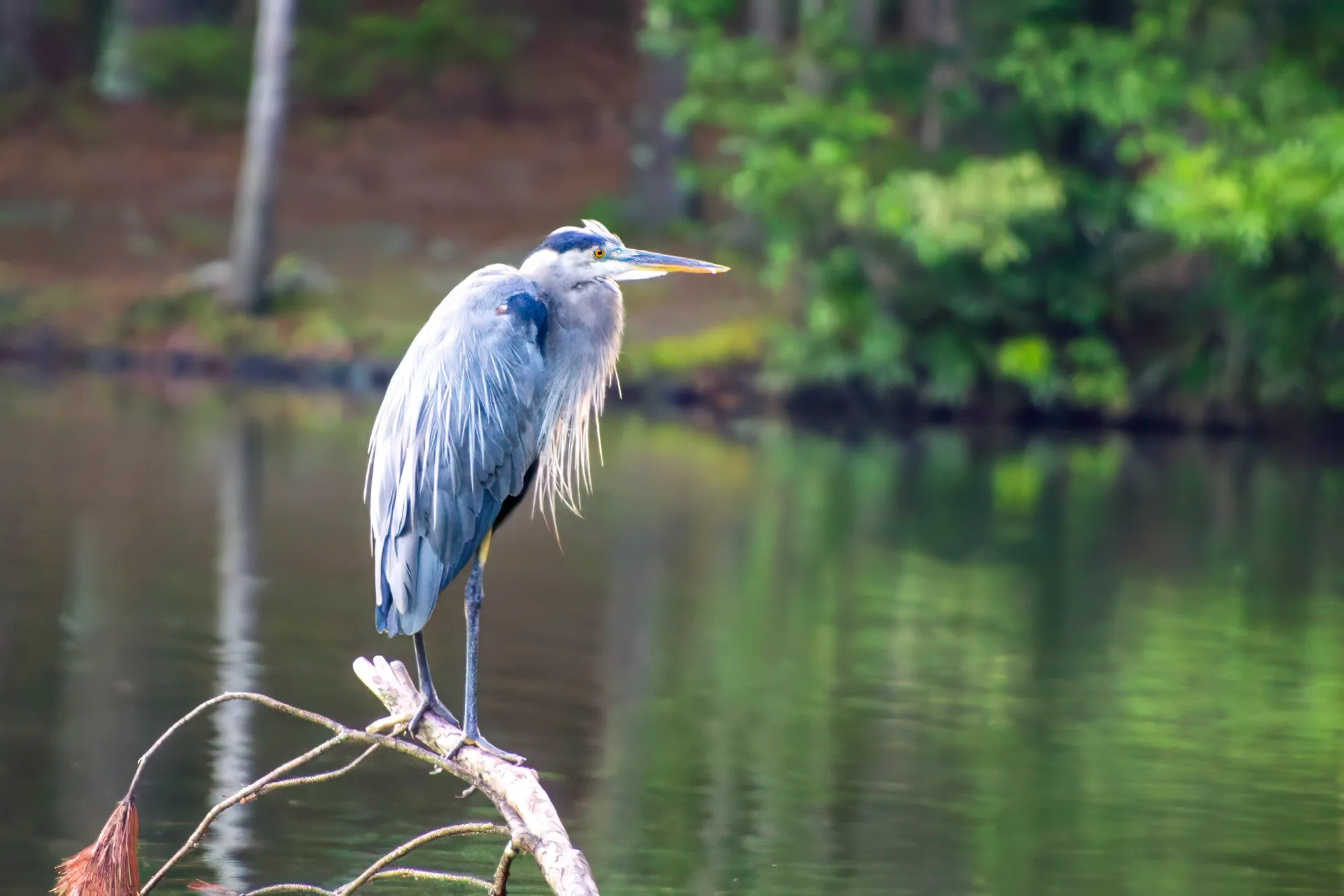 A great blue heron perched on a bare branch over the lake, its plumes hanging and its bill pointed along the shore