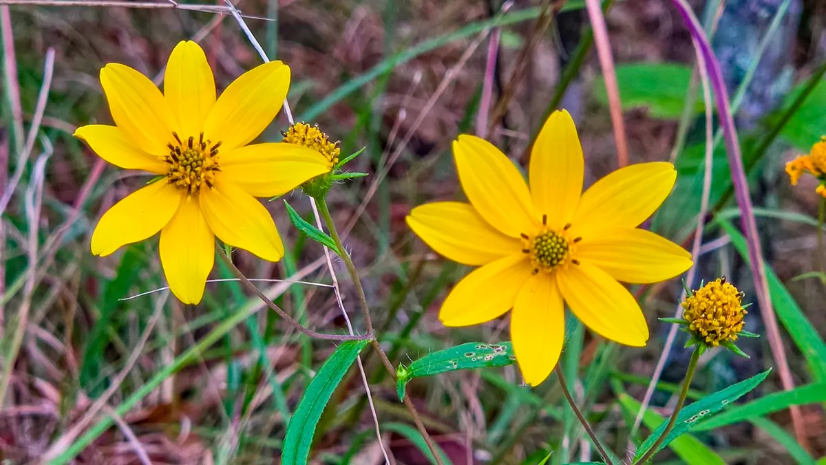 Porter's sunflower in bloom, two flowers with eight broad yellow rays around yellow centers, two heads without rays beside them, narrow toothed leaves and grass behind
