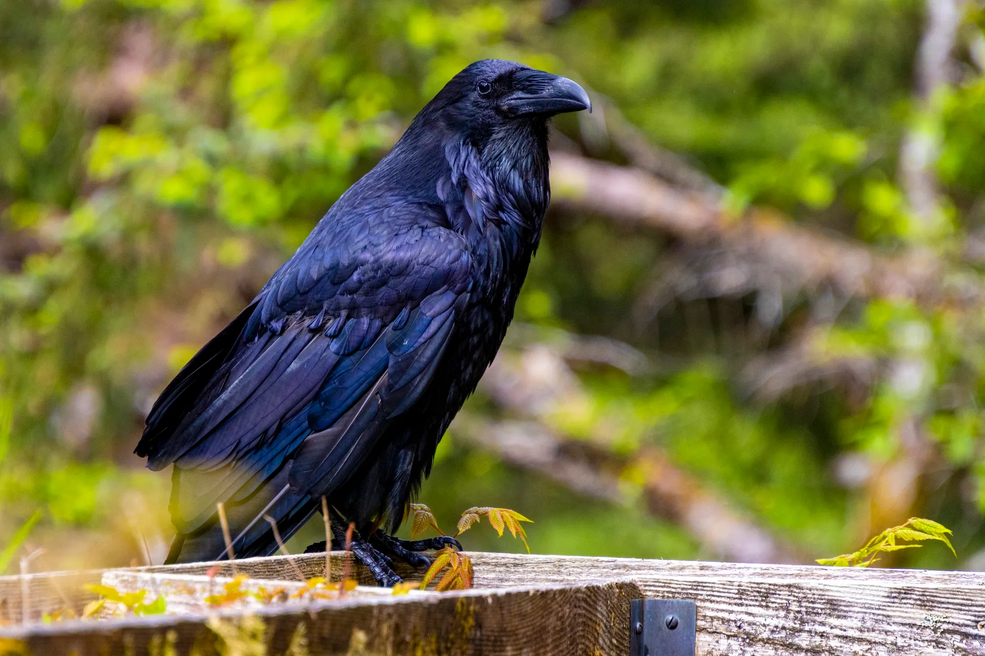 A raven on a wooden rail in Juneau, with the lens at 177 mm