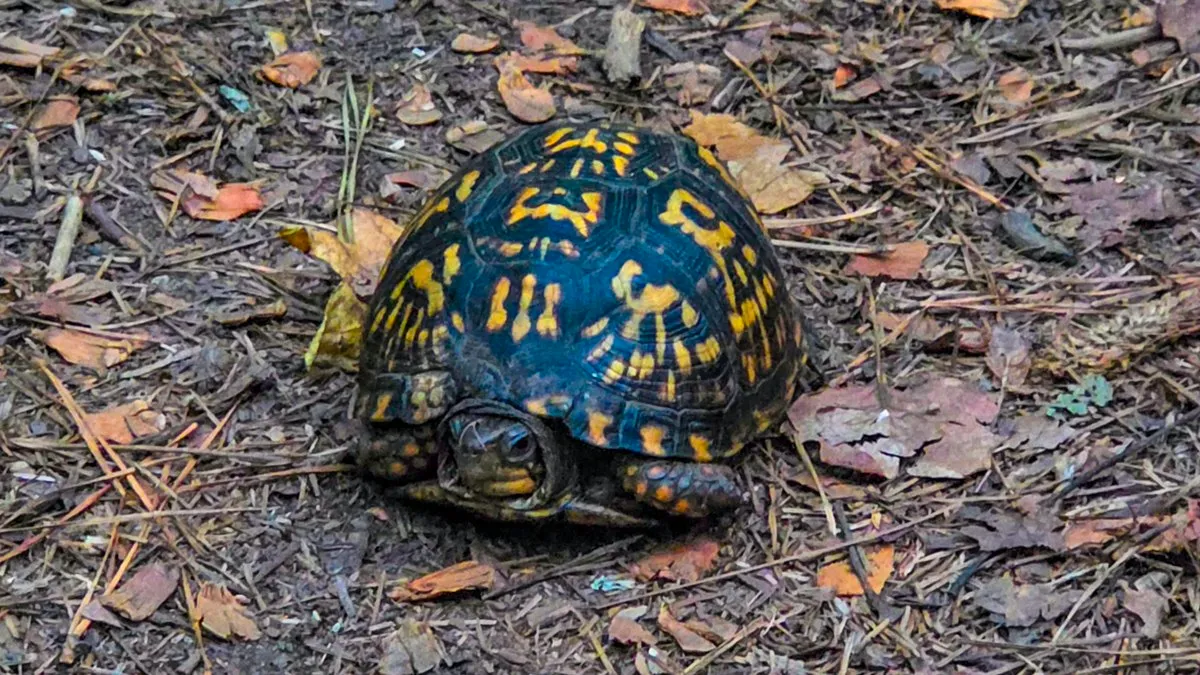 An eastern box turtle on the leaf litter, its domed dark shell marked in radiating yellow and orange, its head half drawn in and looking out
