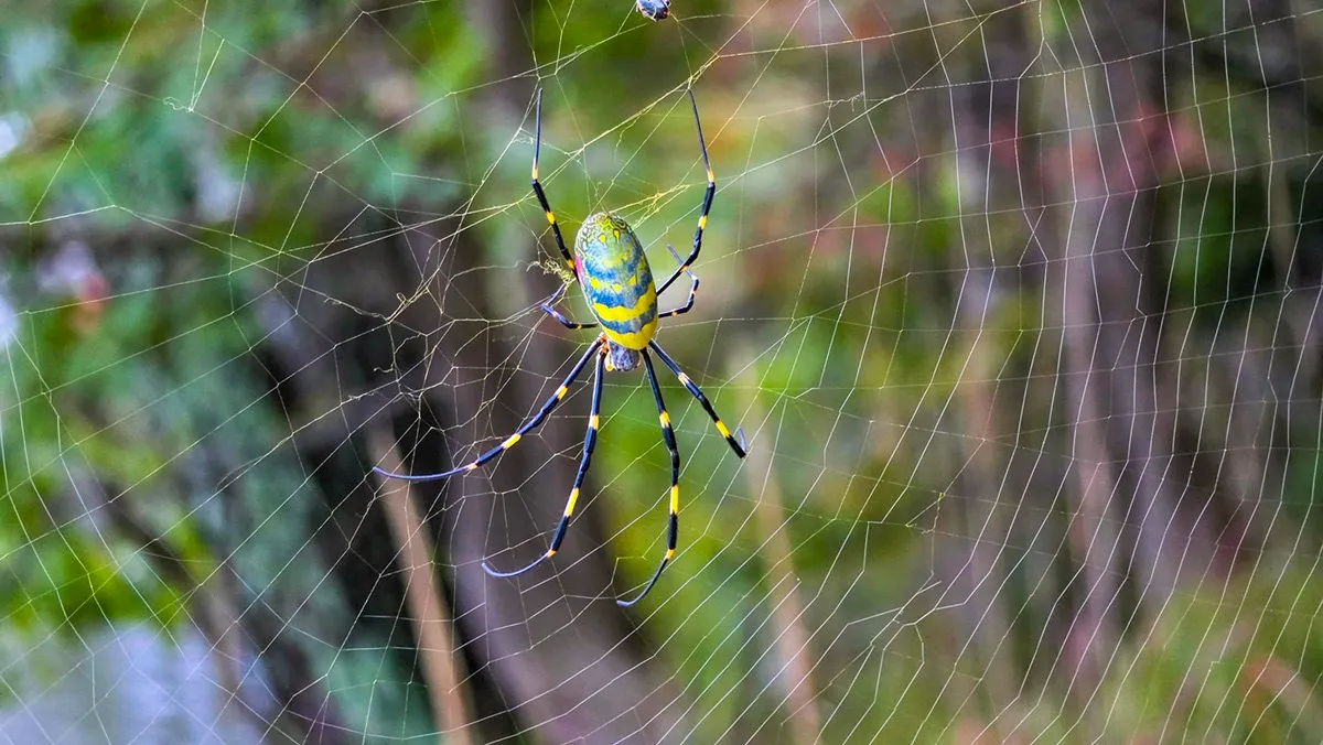 A female Joro spider at the center of her web, her yellow and blue-gray banded body and long black legs striped in yellow against blurred green woods