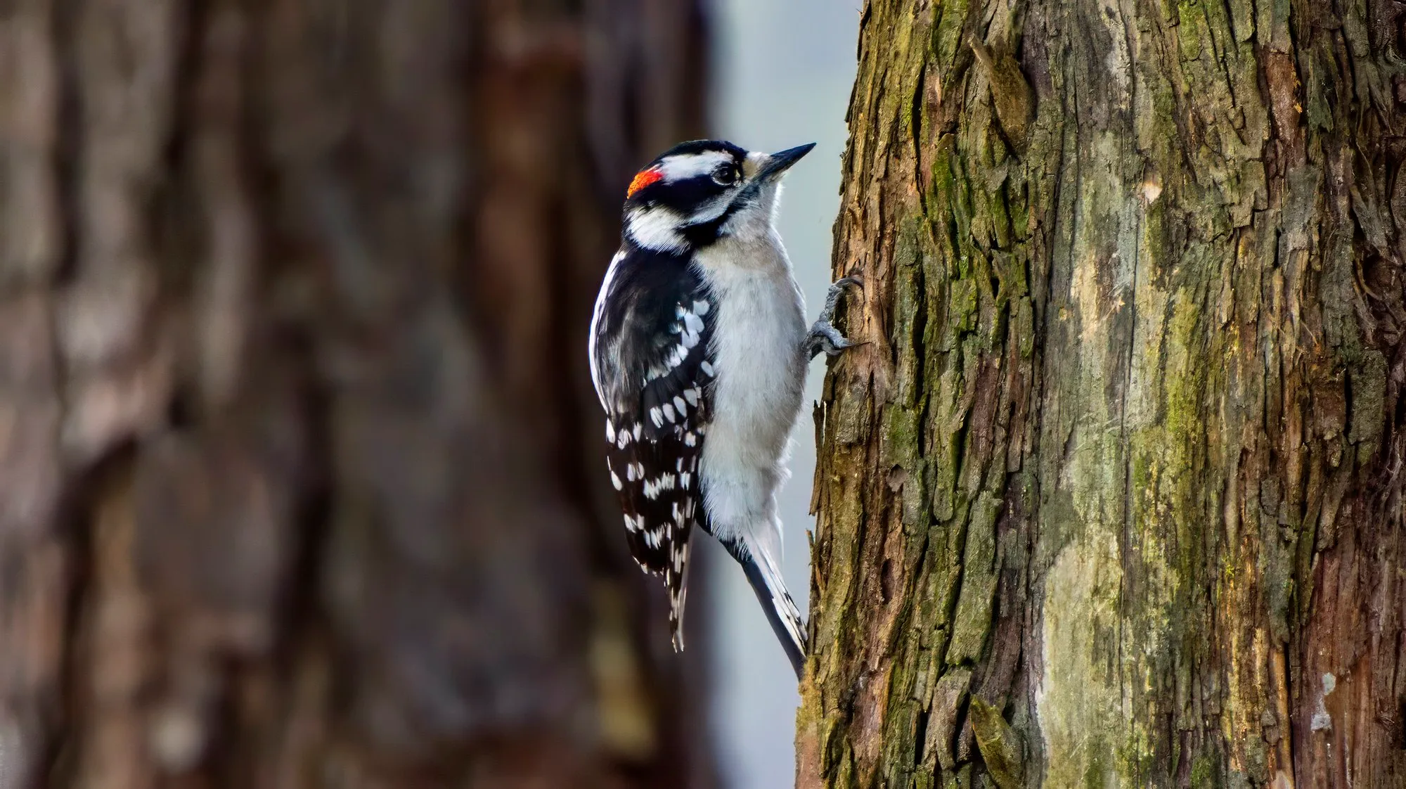 A male downy woodpecker on the side of a rough-barked trunk, the red patch on the back of its head showing, its short bill and checkered wing clear against a pale sky, Cherokee Trail, Stone Mountain, March 30, 2024