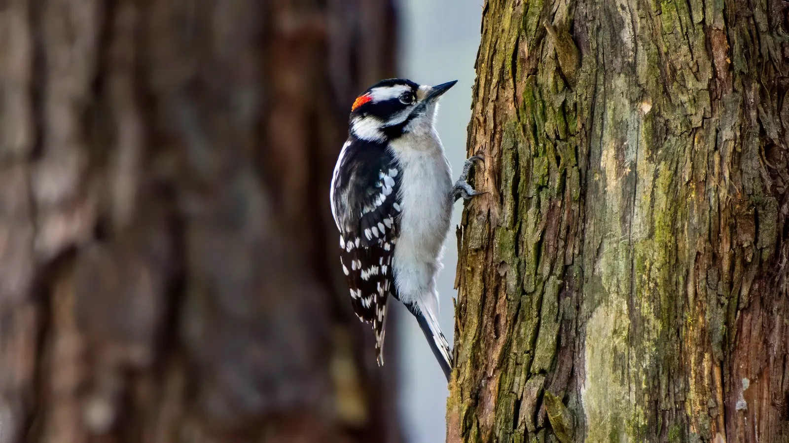 A male downy woodpecker on the side of a rough-barked trunk, the red patch on the back of its head showing, its short bill and checkered wing clear against a pale sky, Cherokee Trail, Stone Mountain, March 30, 2024