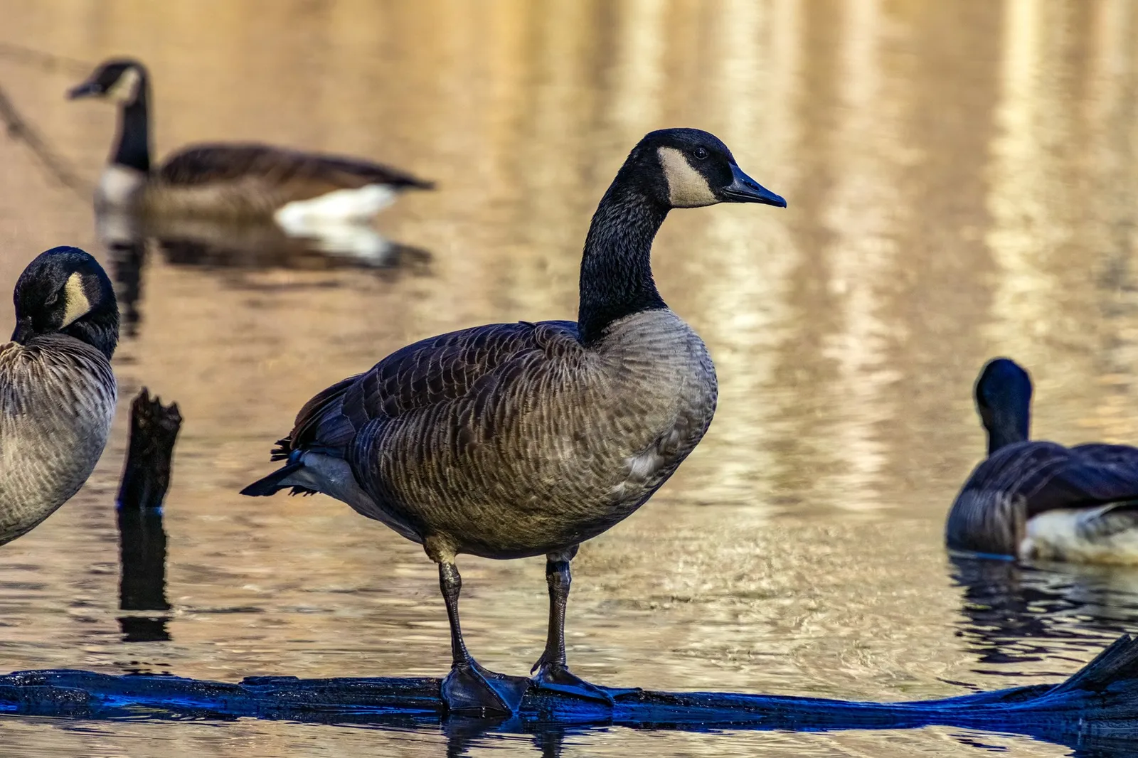 A Canada goose standing on a sunken log in the shallows, the water gold with reflected light, other geese resting and swimming around it