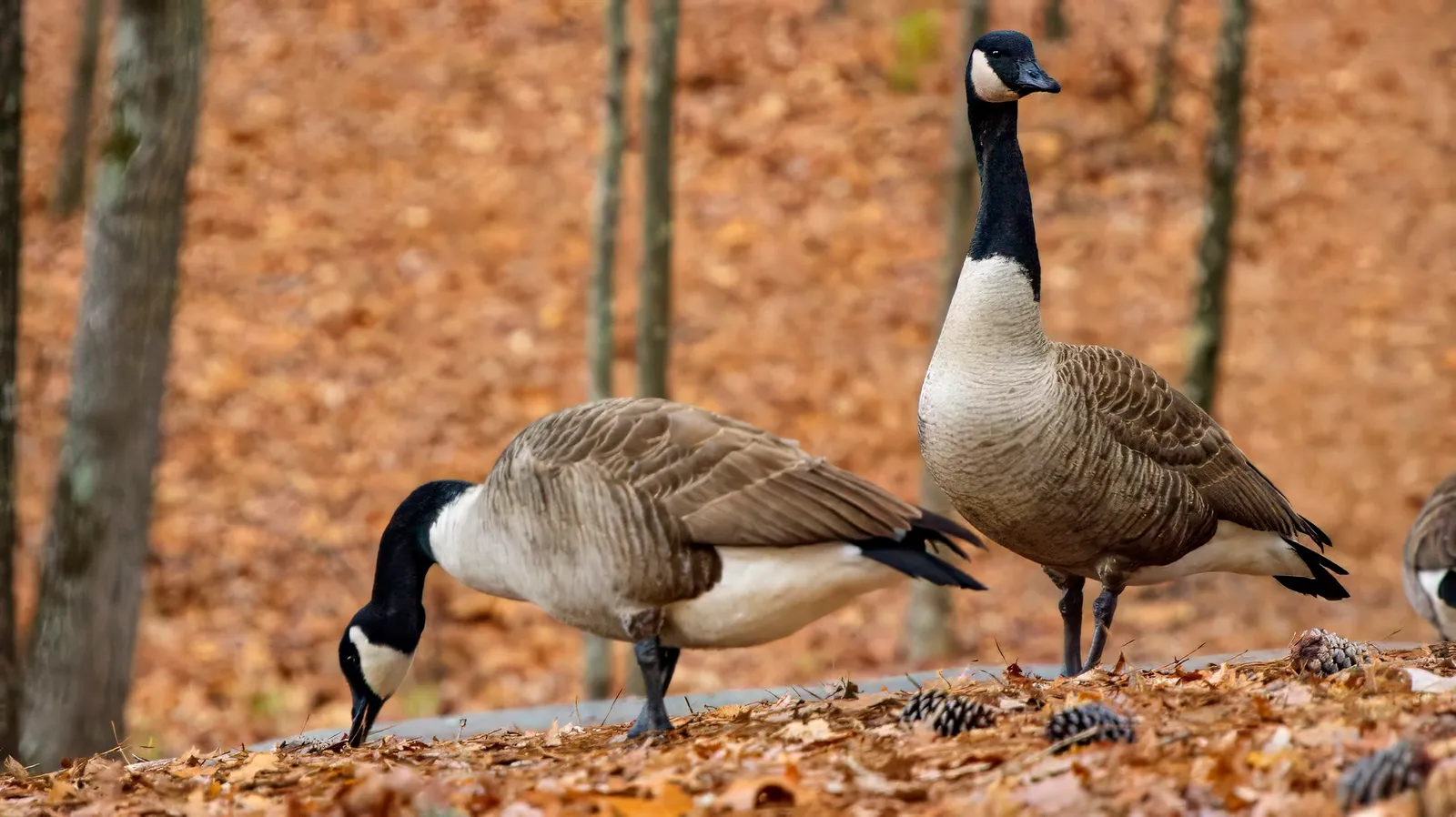 Two Canada geese on a bank of fallen leaves, one standing with its head raised and the other stretching its neck to the ground to feed, bare trunks and pine cones behind them, February 10, 2024