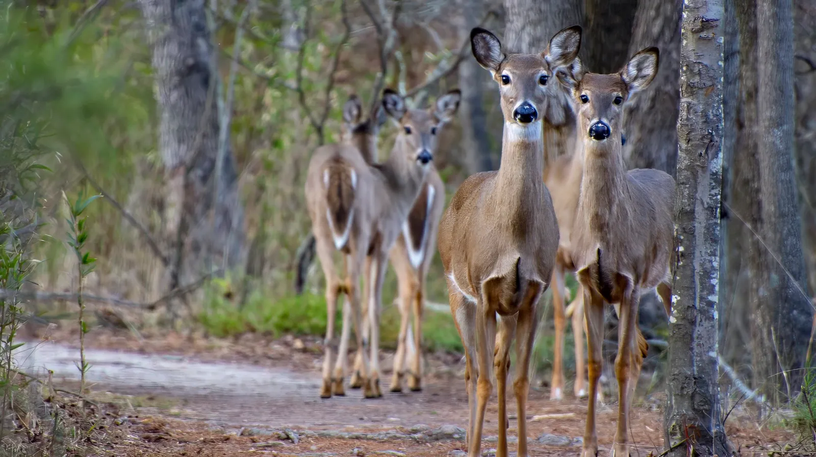 Four white-tailed deer on a woodland path, two facing the camera with their ears forward and two standing behind them, winter undergrowth on both sides, February 25, 2024