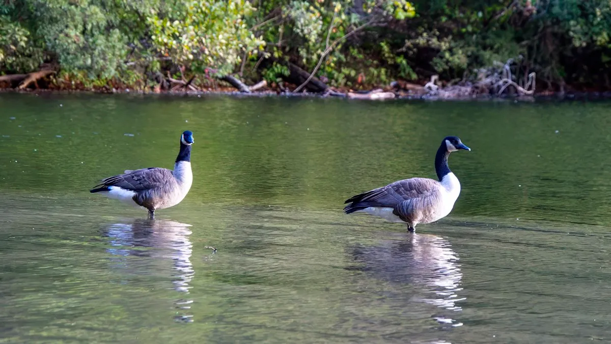 Two Canada geese wading in shallow green water, their reflections under them, a brushy bank with fallen branches behind