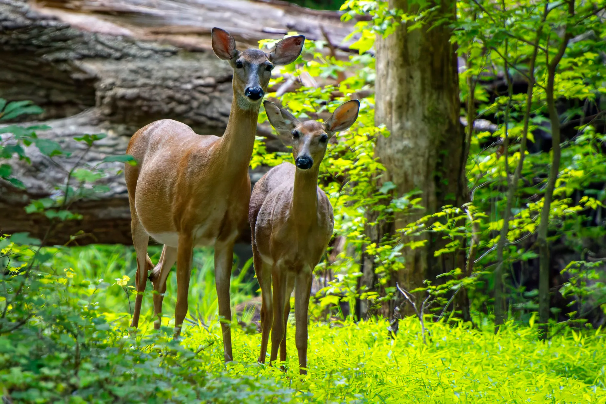 A white-tailed doe and a smaller young deer standing side by side in bright green undergrowth, both looking at the camera