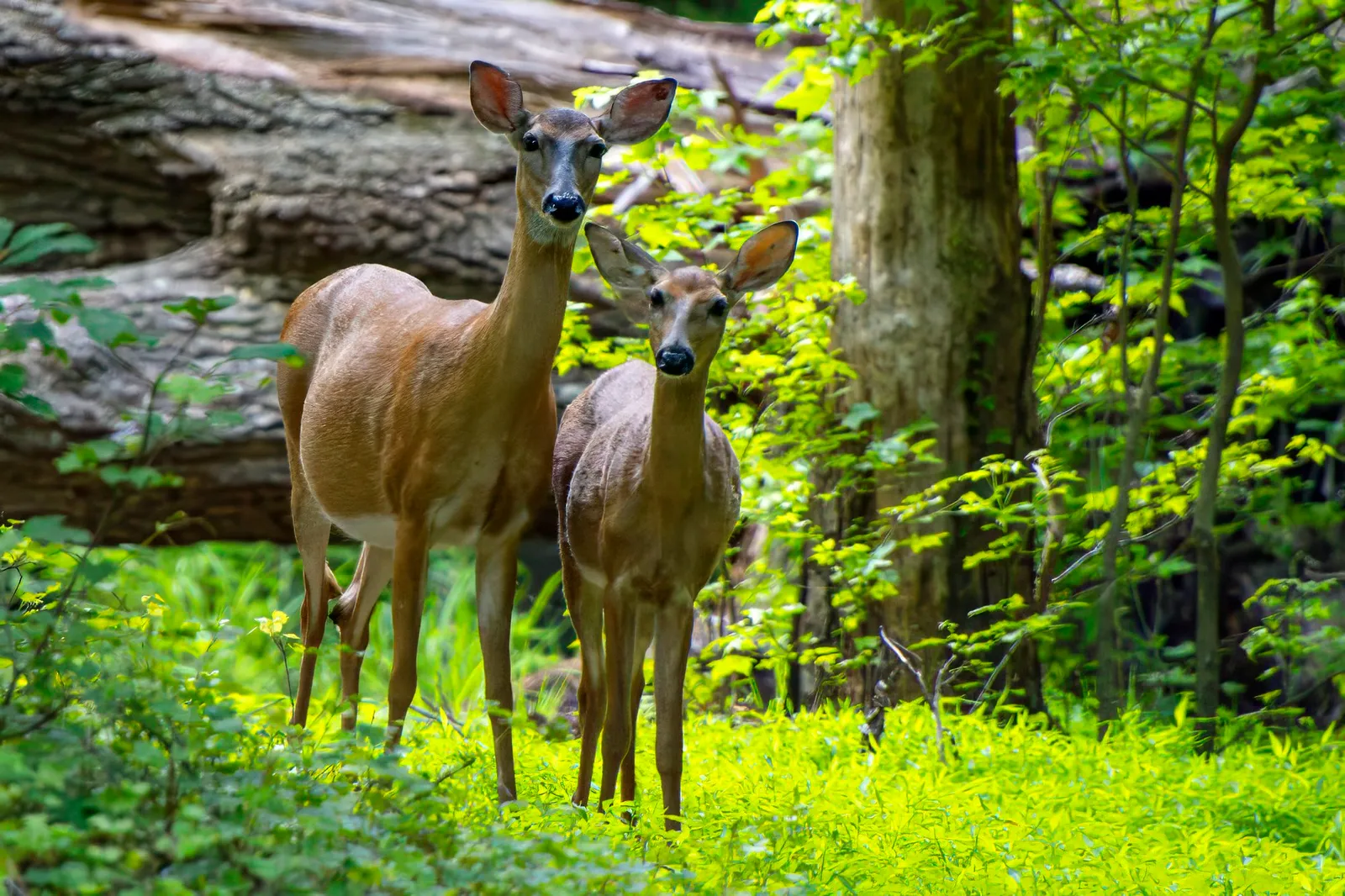 A white-tailed doe and a smaller young deer standing side by side in bright green undergrowth, both looking at the camera