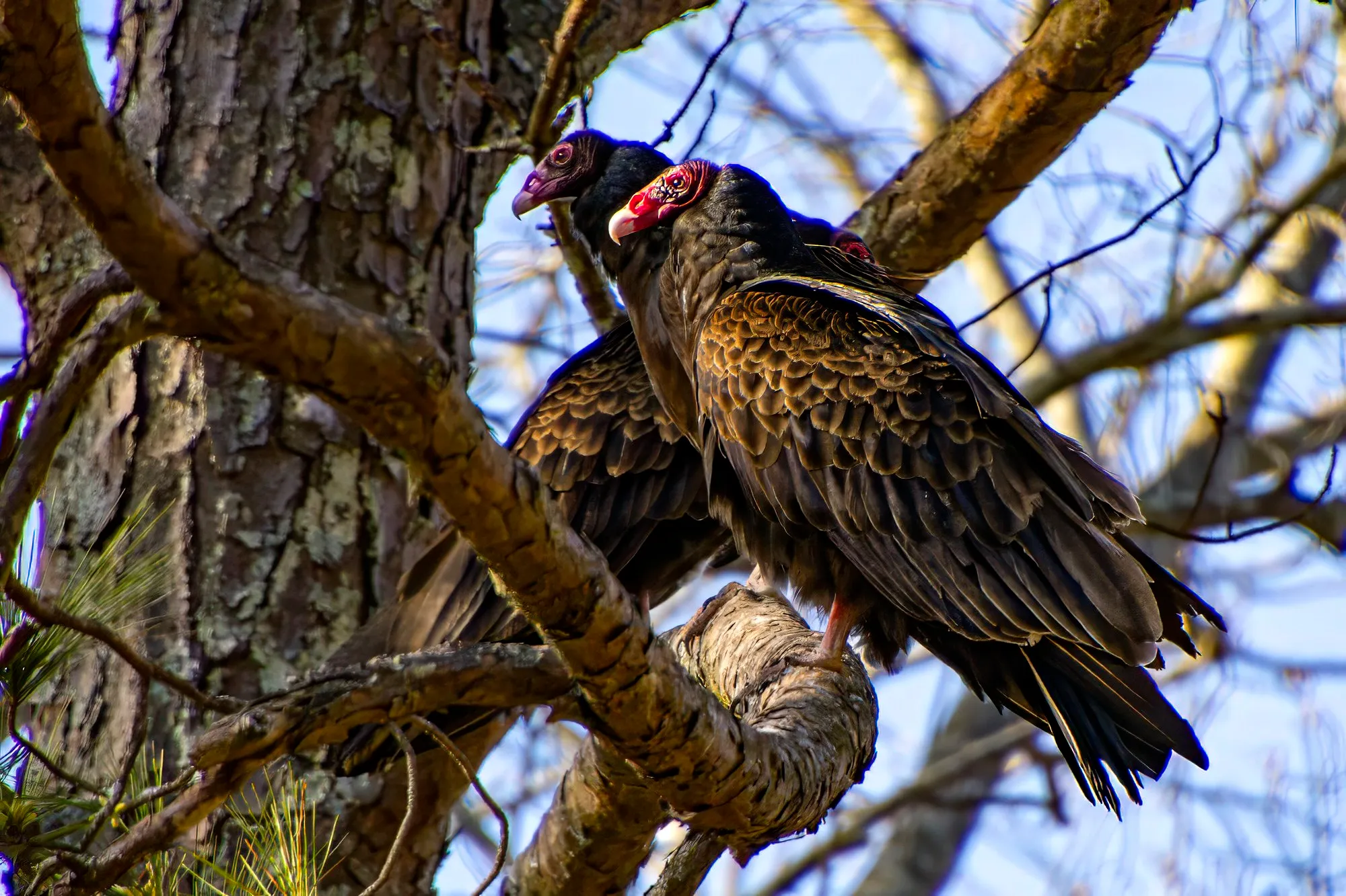 Turkey vultures perched on a pine limb against a blue sky, the nearest with a bare red head and a pale bill, a dark-headed bird beside it and a third red head behind