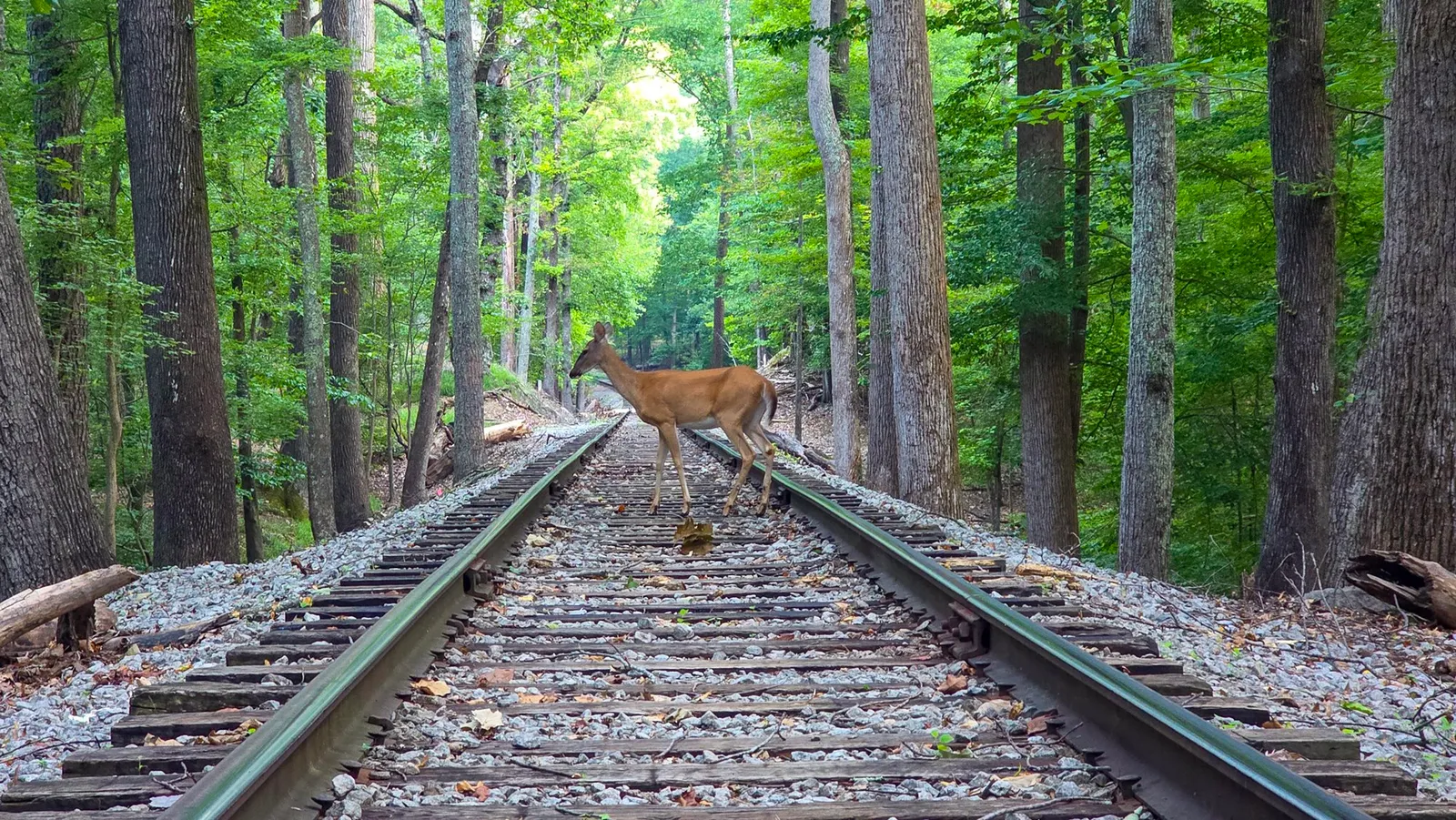A white-tailed deer crossing the railroad tracks in the woods, caught mid-step between the rails with the line running away under the trees