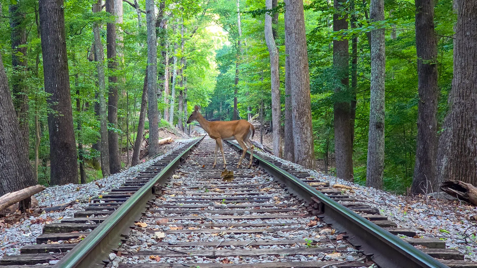 A white-tailed deer crossing the railroad tracks in the woods, caught mid-step between the rails with the line running away under the trees
