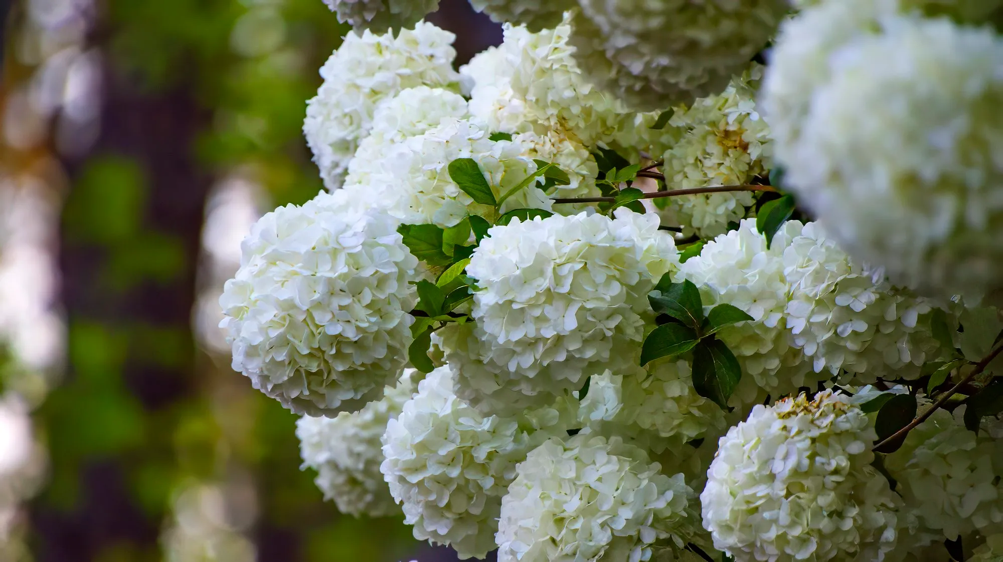 Round white flower heads of a snowball viburnum hanging in a row along an arching branch, some of them still tinged green, paired dark leaves between them, April 6, 2024