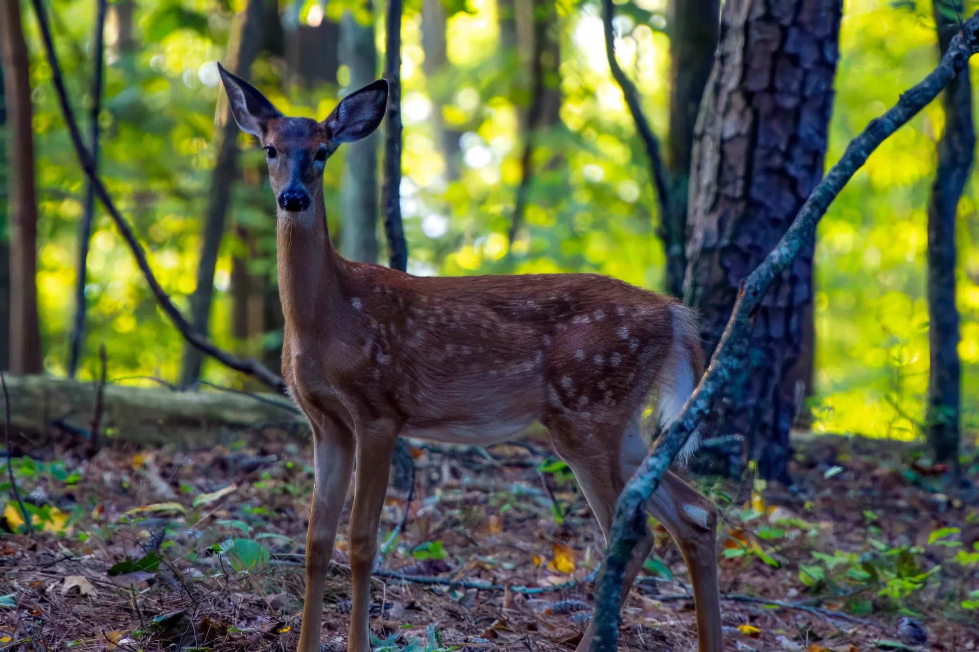 A white-tailed deer fawn still in its spots, standing among the pines and looking straight at the camera, August 31, 2024