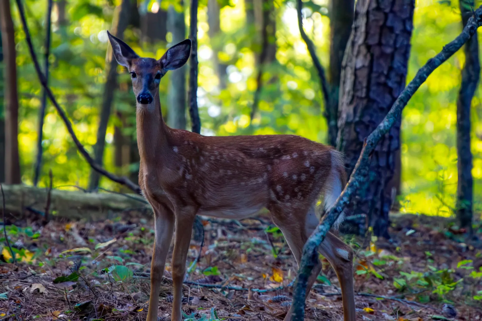 A white-tailed deer fawn still in its spots, standing among the pines and looking straight at the camera, August 31, 2024