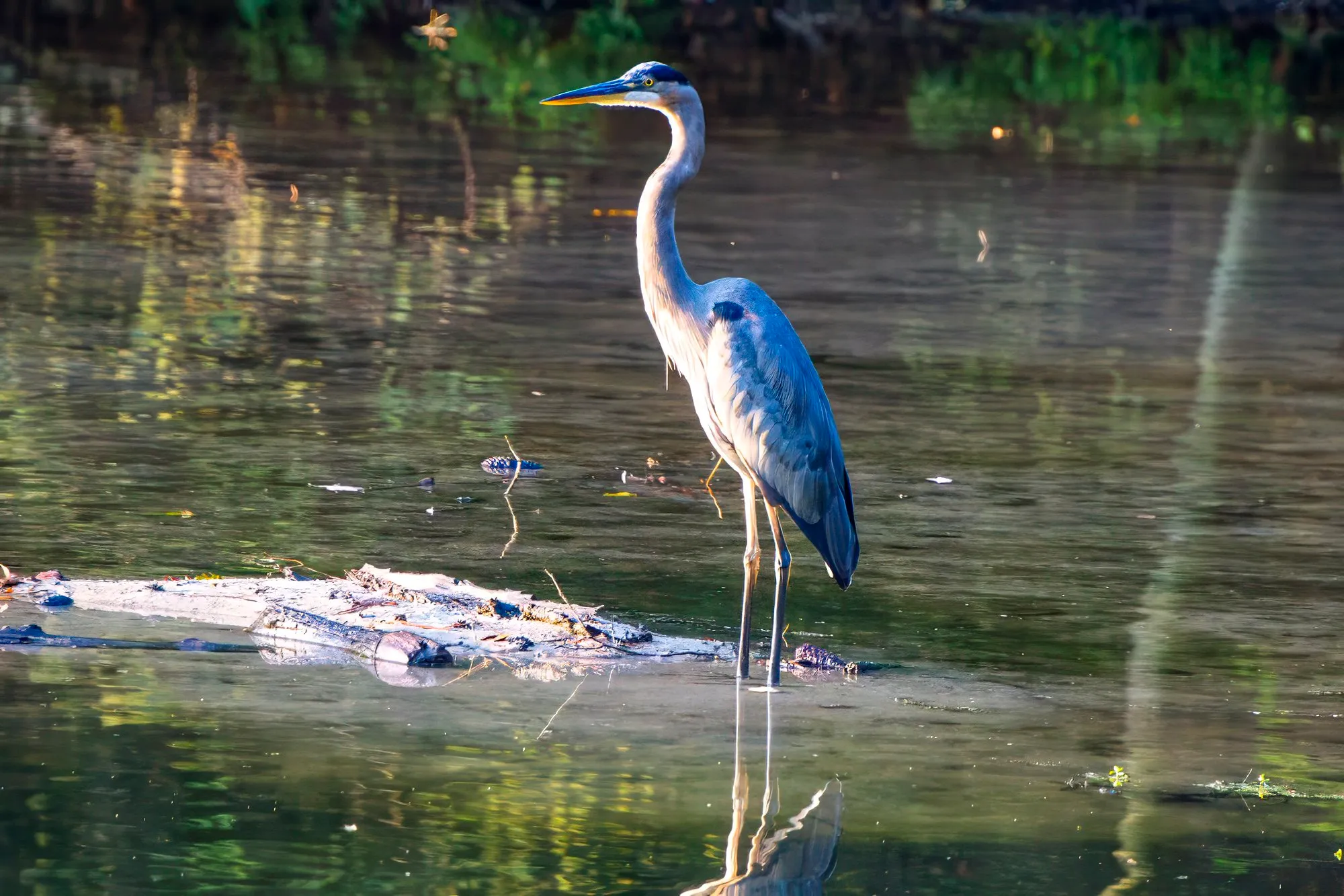 A great blue heron standing in the shallows beside a waterlogged branch, lit by the low sun, its reflection in the water below