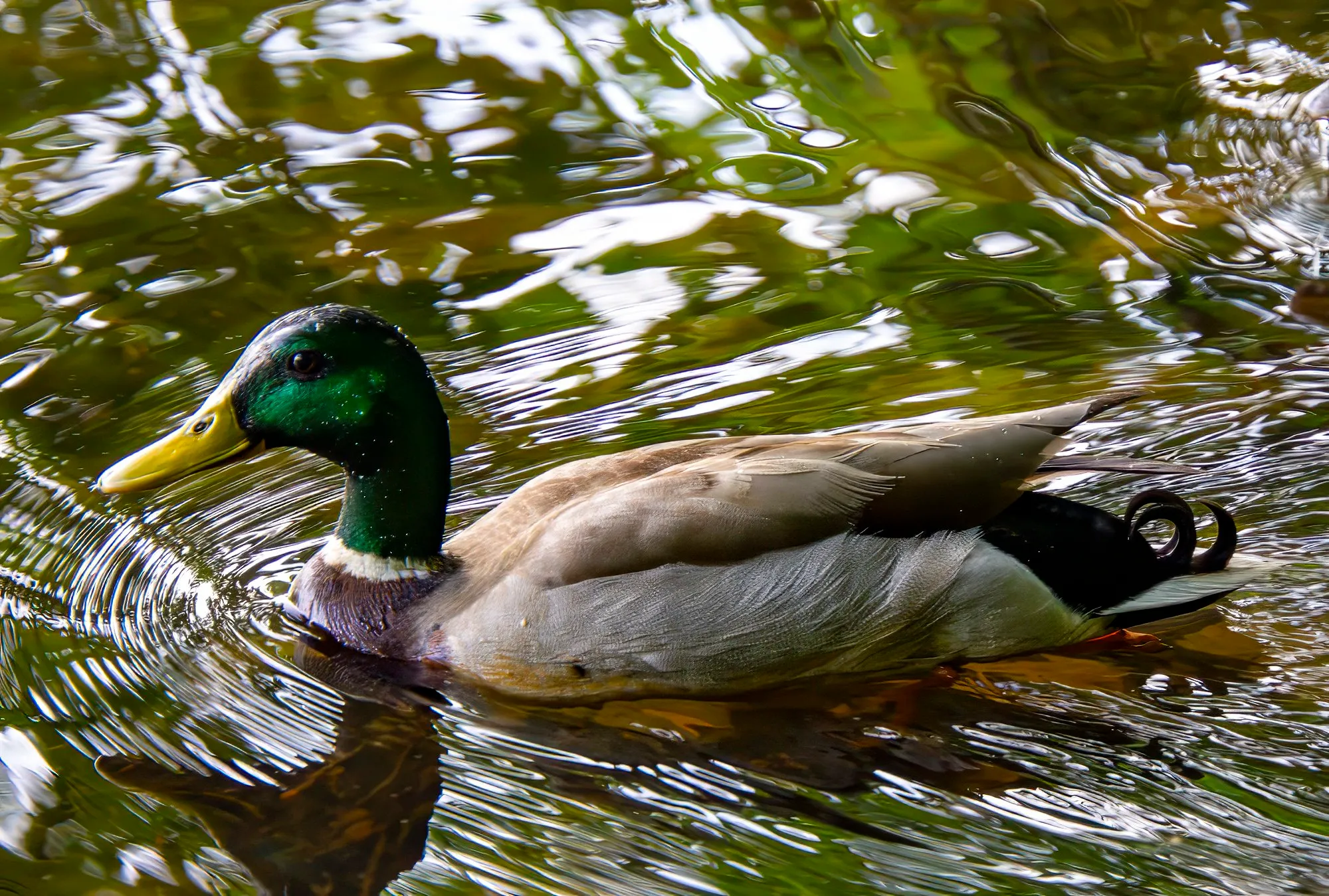 A mallard drake swimming through rippled water full of green reflections, its green head and yellow bill bright, the curled black tail feathers raised, May 12, 2024