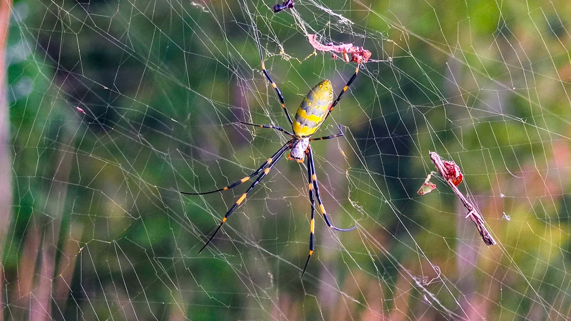 Joro spider, Cherokee Trail, Stone Mountain, September 26, 2026